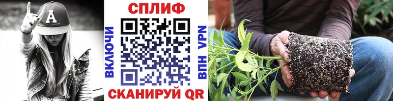 Бошки марихуана семена  Купить где  Аксай 